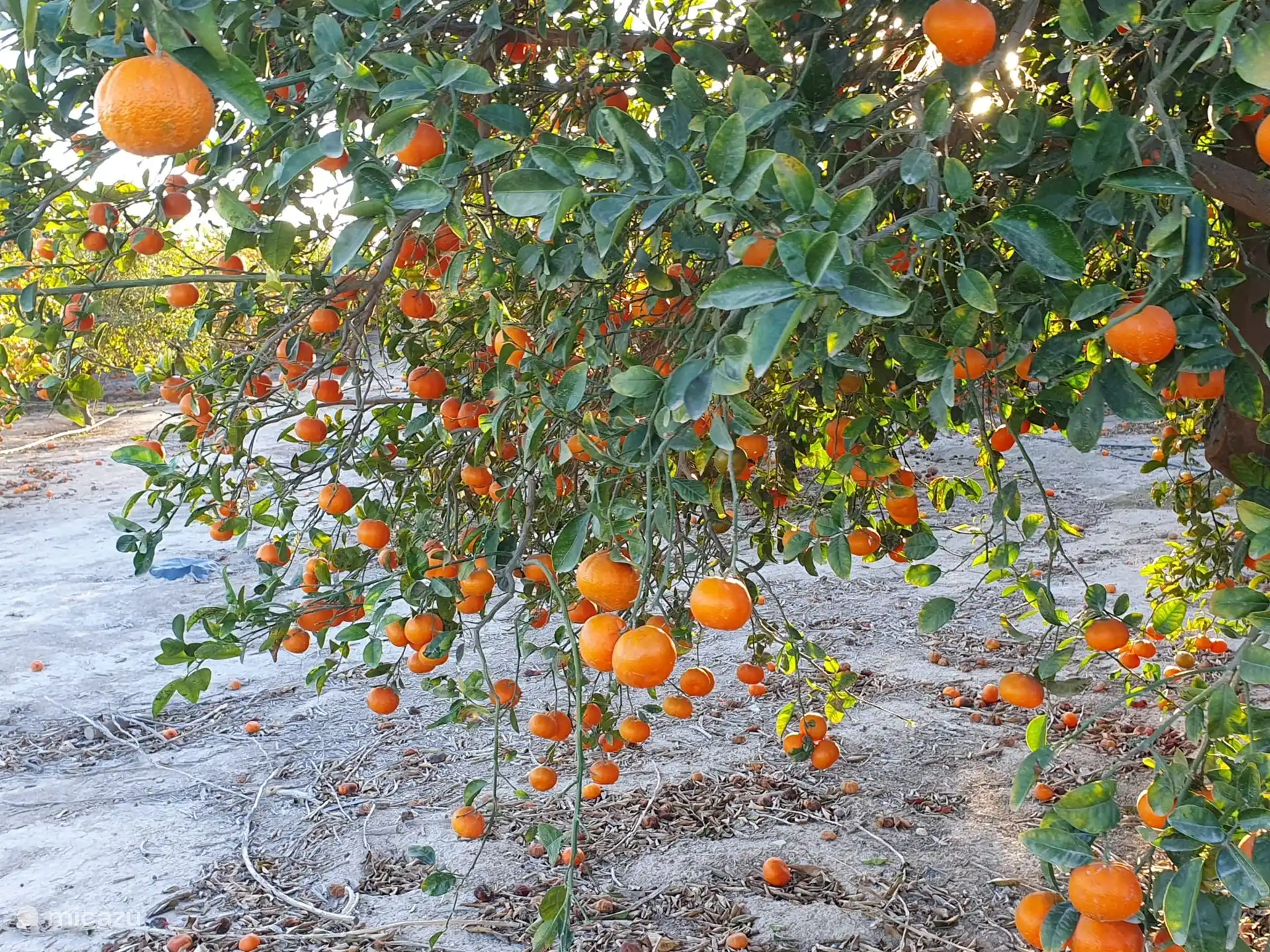 Des champs pleins d’oranges
