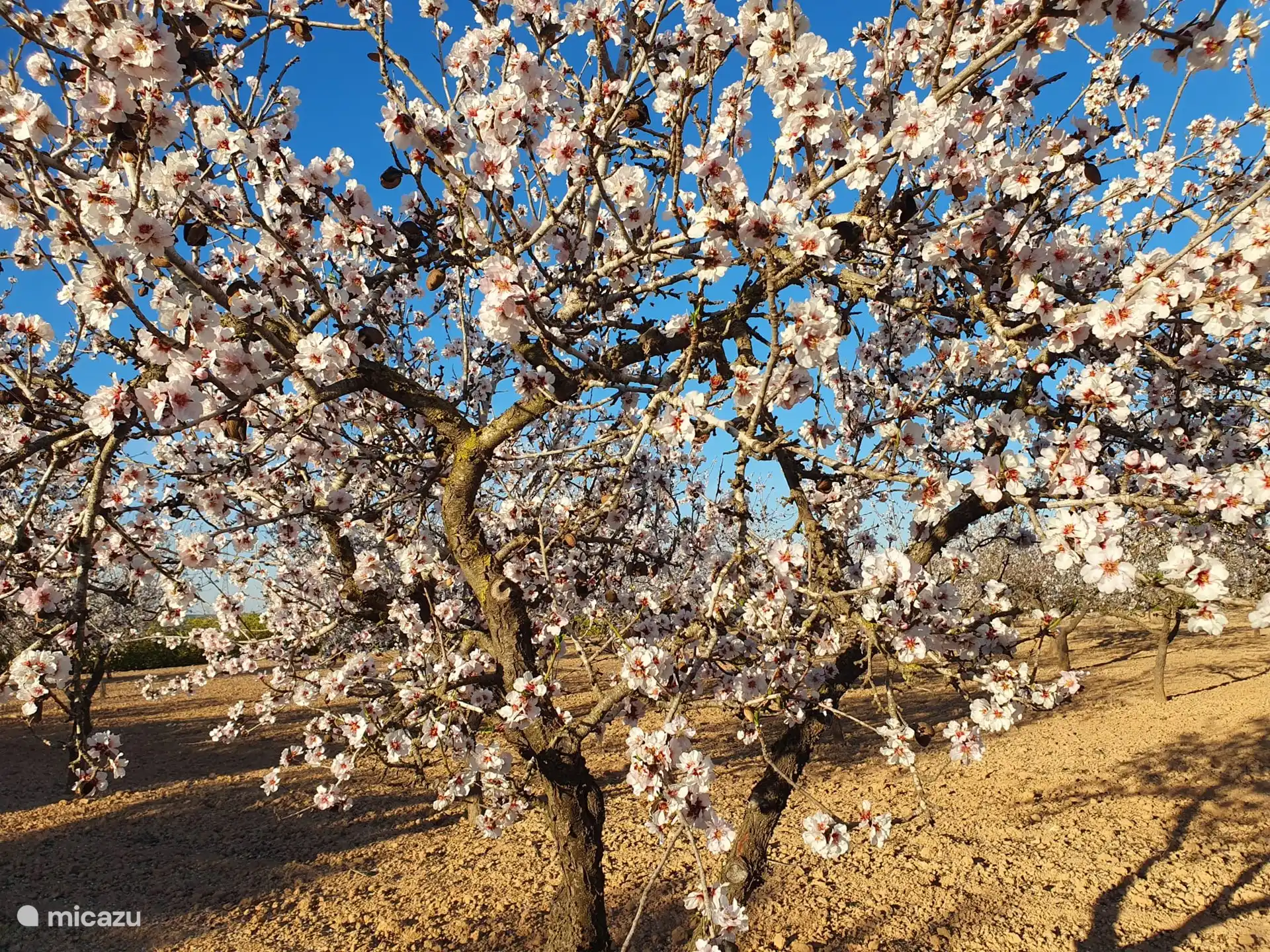 Arbres à fleurs
