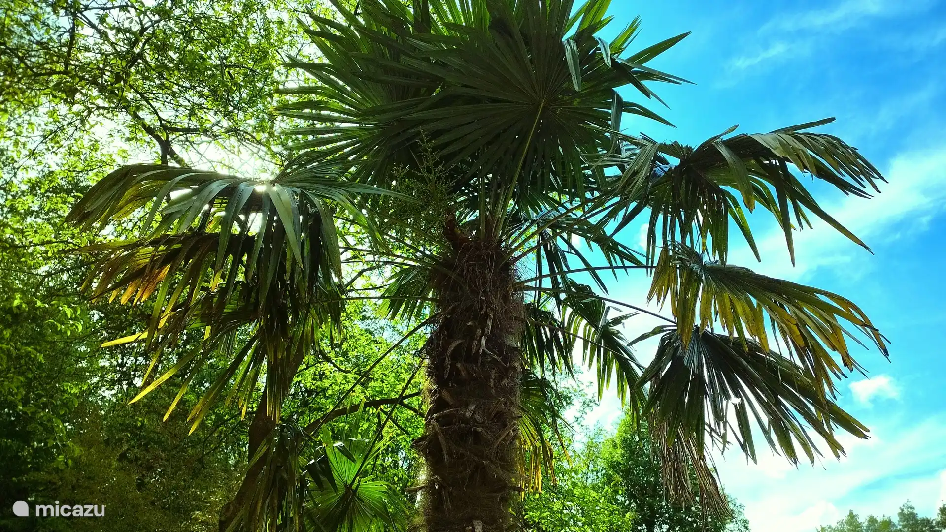 Erleben Sie ein tropisches Gefühl in Ihrem eigenen Garten.