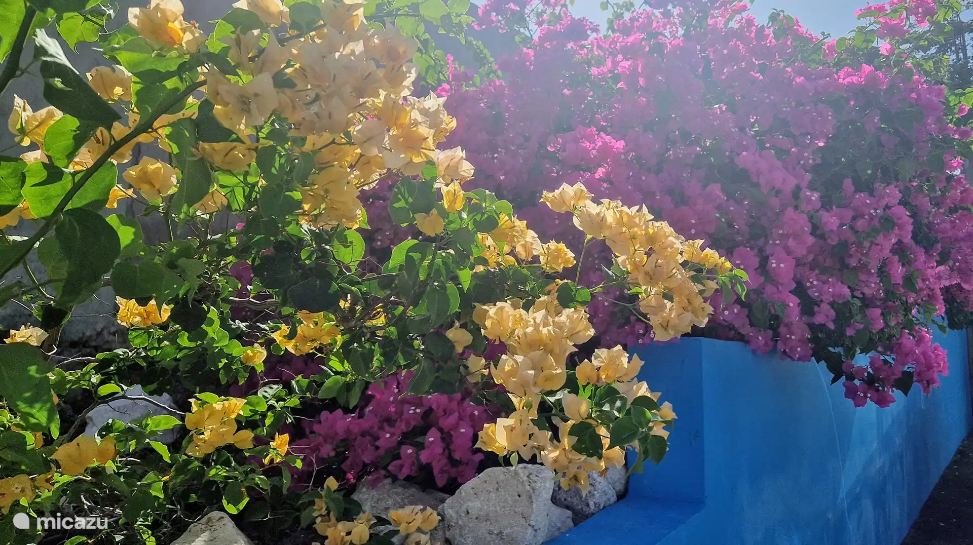 Bougainvillea im Garten