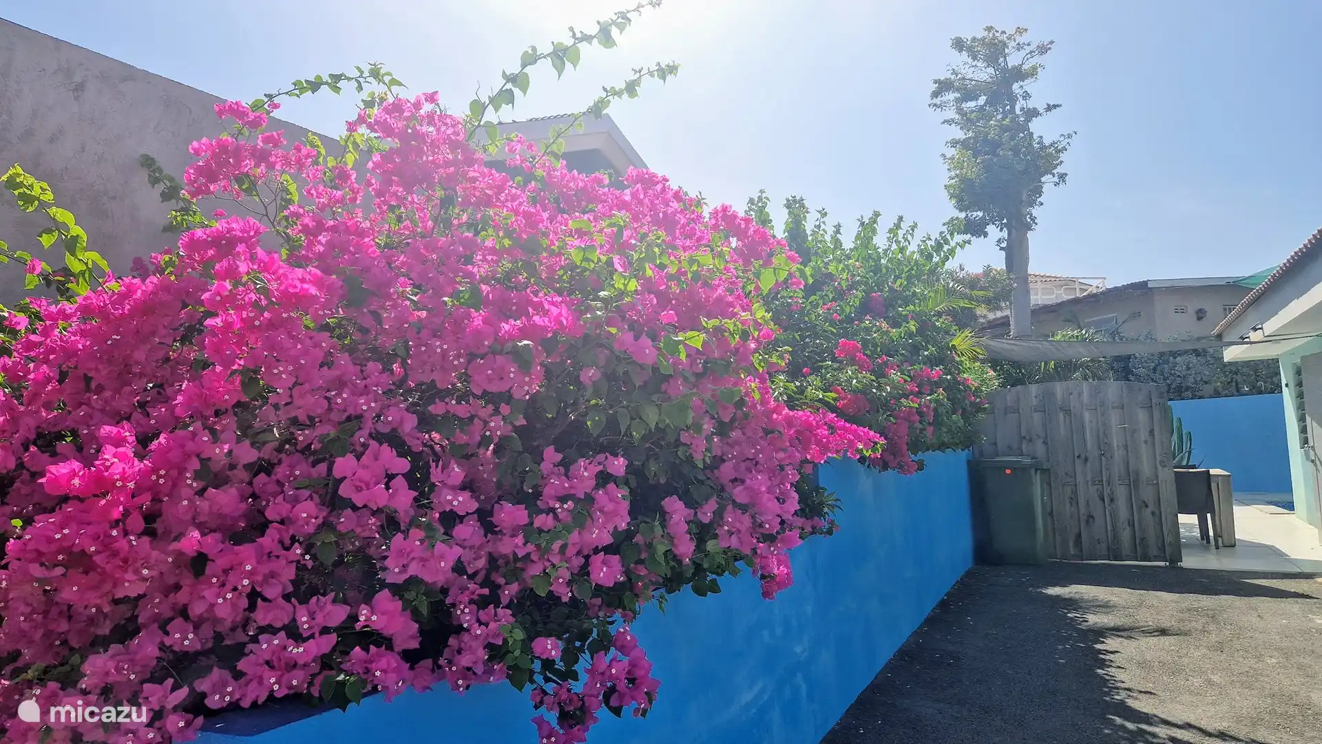 Bougainvillea im Garten