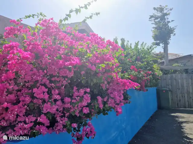 East Hill 23, con piscina privada en Curazao, Curazao Centro, Bottelier - casa vacacional Buganvillas en el jardín
