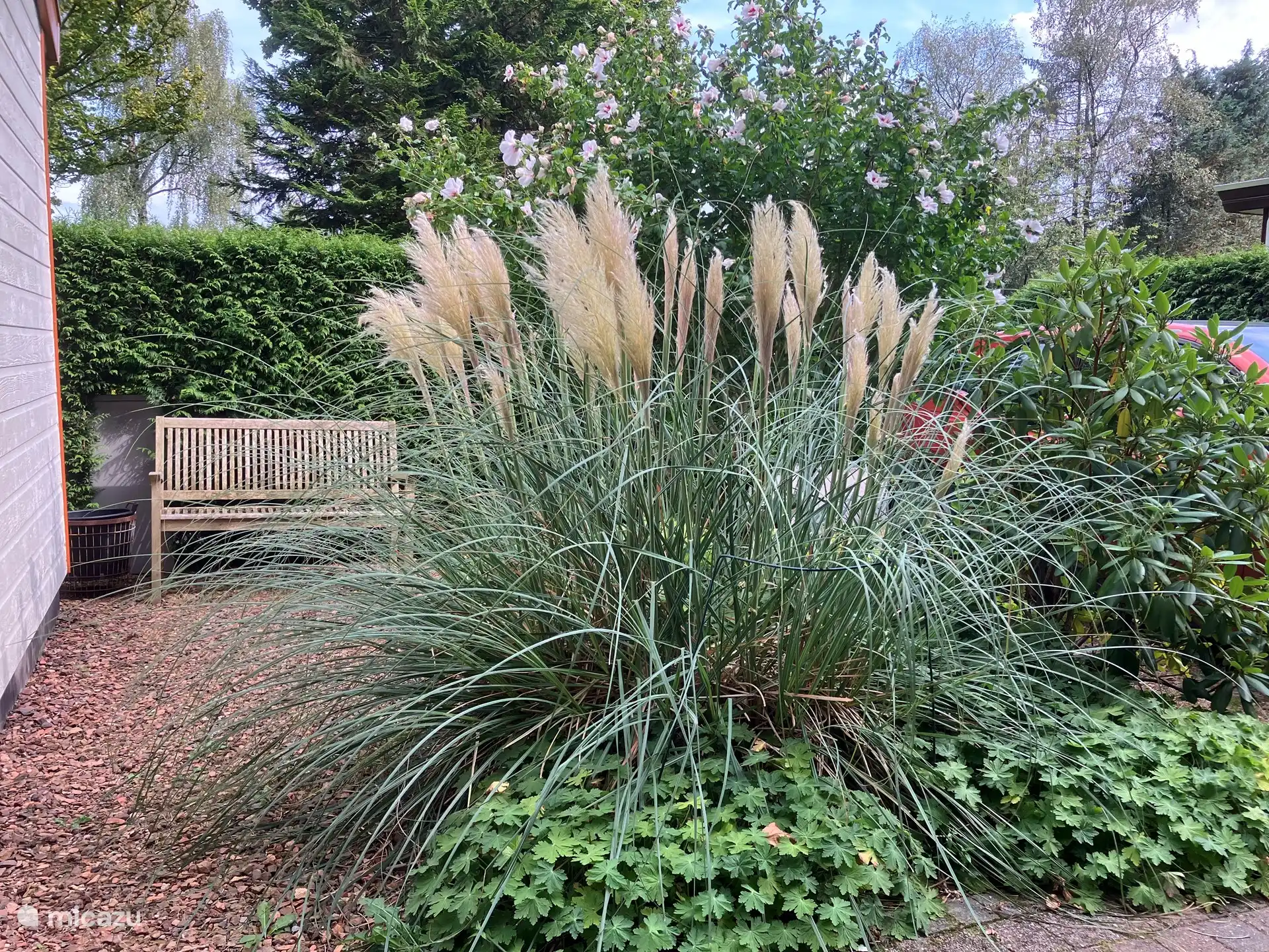 A bench on the side facing south east is a wonderful place for the start or end of the day. From this place you can study all the early and late birds without being very noticeable.