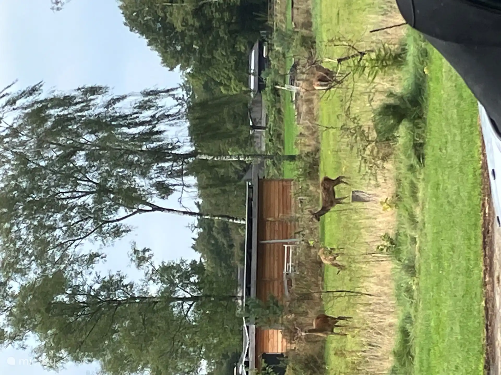 You can regularly see the herd of deer that lives in the forest on the large field next to the estate. They are not tame, but they are used to activity. You can observe them from a distance