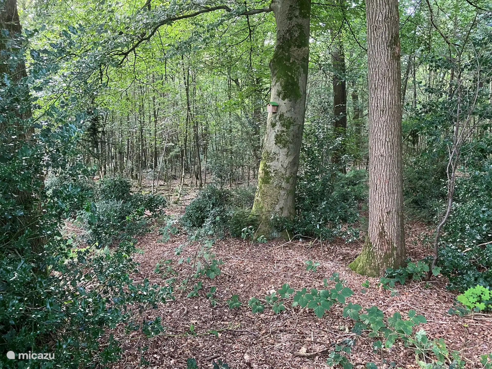 You can see this part of the forest on the left. A few meters away are the armies (the sleeping places of the deer) If you sit quietly and quietly in the garden, there is a good chance that you will see them passing by