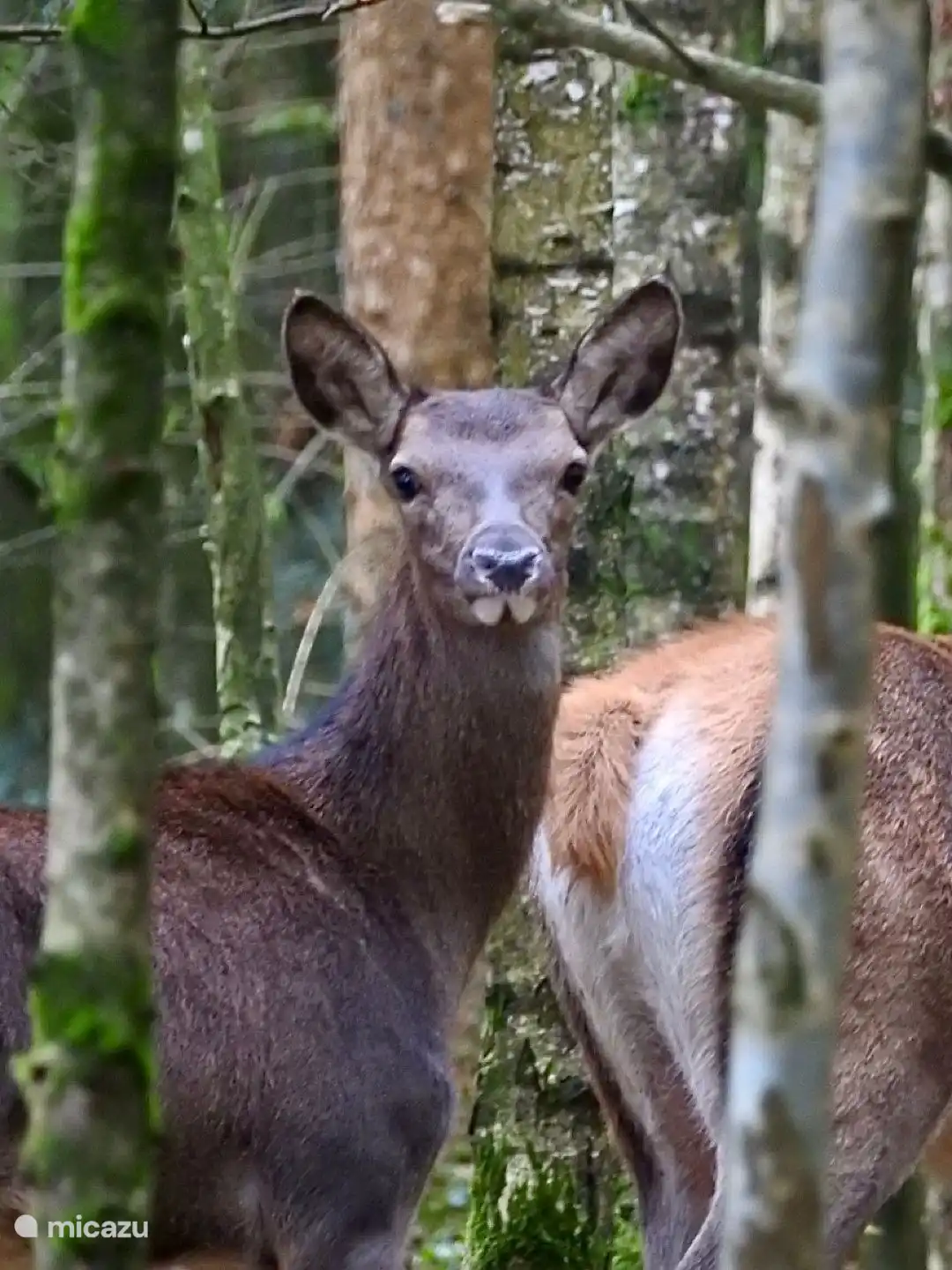 And the deer have also shown themselves to her