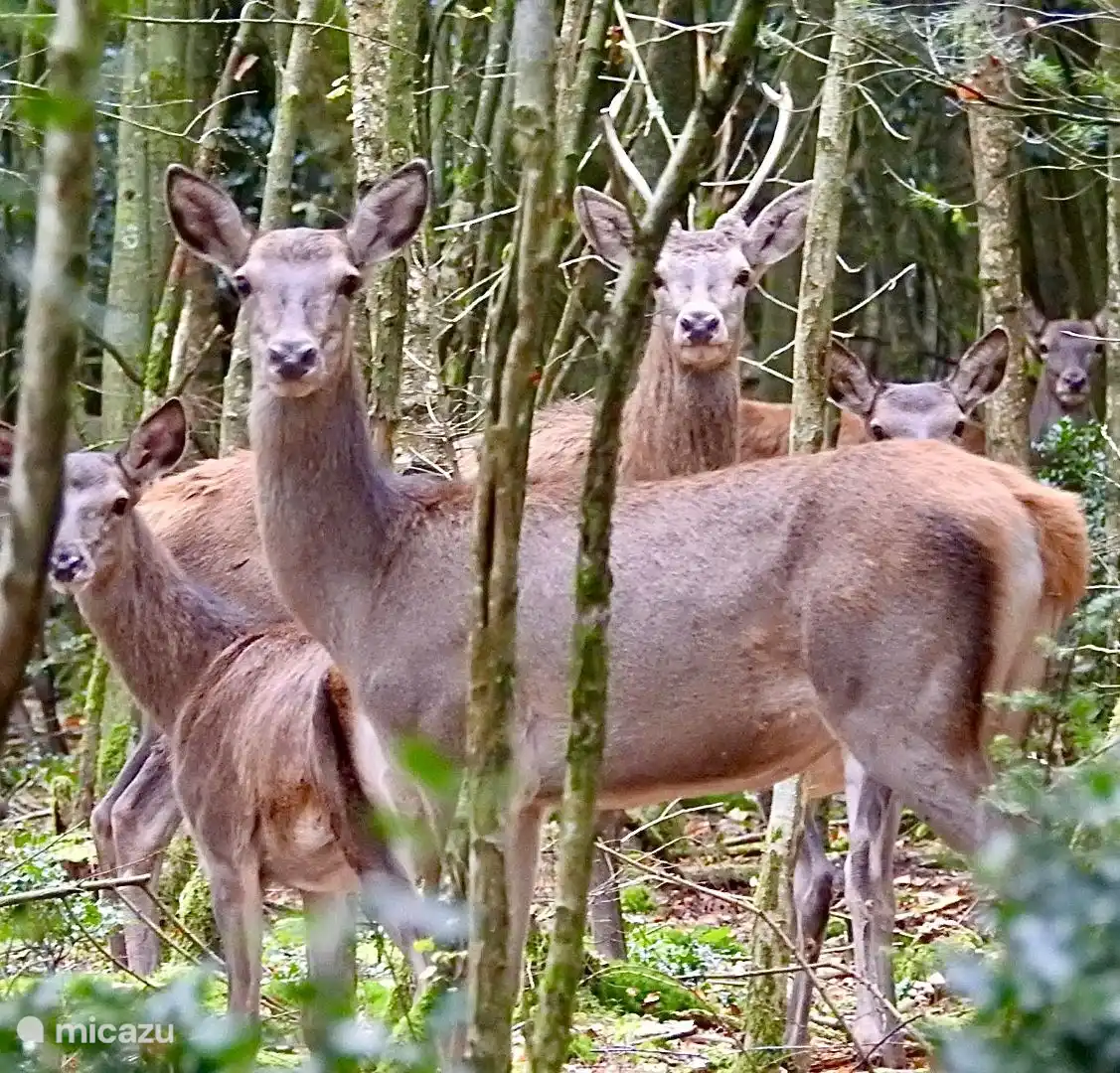 You can just come across them or see them passing by from your own garden