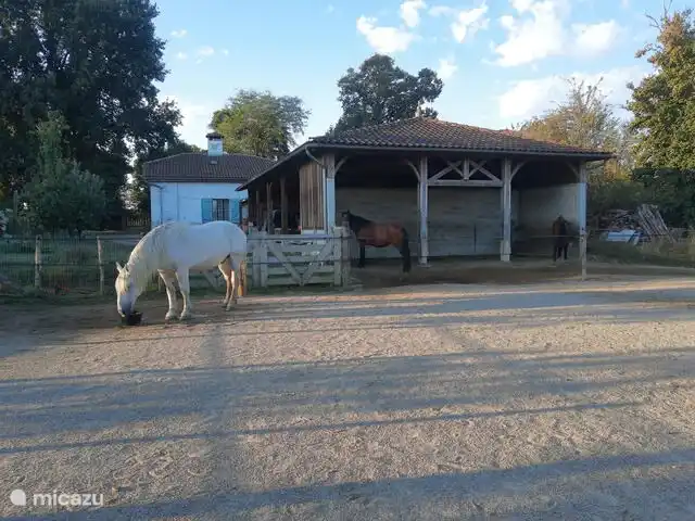 The horses on the adjoining plot.