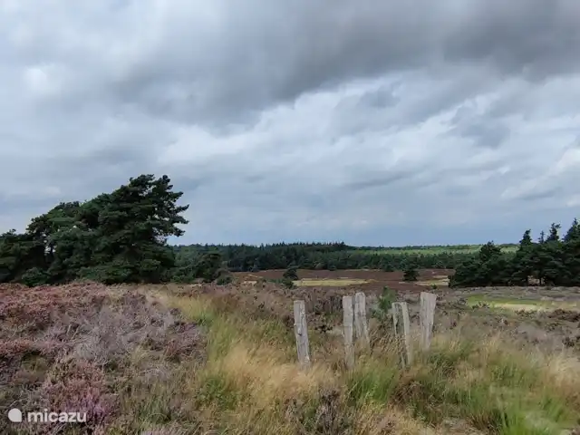 Forest Lodge + Bañera de hidromasaje - El Ciervo Verde en Países Bajos, Overijssel, Haarle - chalet Disfruta de la hermosa naturaleza