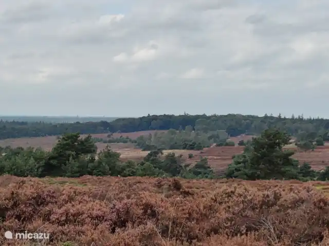 Forest Lodge + Bañera de hidromasaje - El Ciervo Verde en Países Bajos, Overijssel, Haarle - chalet Disfruta de la hermosa naturaleza