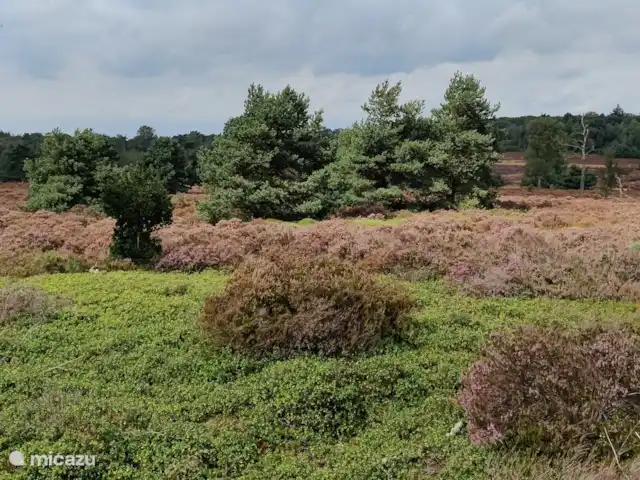 Forest Lodge + Bañera de hidromasaje - El Ciervo Verde en Países Bajos, Overijssel, Haarle - chalet Disfruta de la hermosa naturaleza