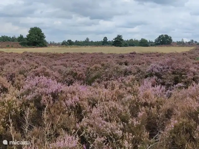 Forest Lodge + Bañera de hidromasaje - El Ciervo Verde en Países Bajos, Overijssel, Haarle - chalet Disfruta de la hermosa naturaleza