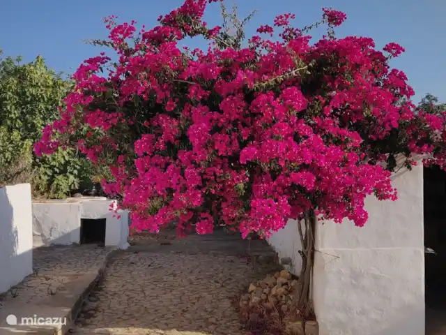 Casa móvel Monte Ouro Verde  | Portugal, Algarve, Estoi - mobil-home Bougainvillée