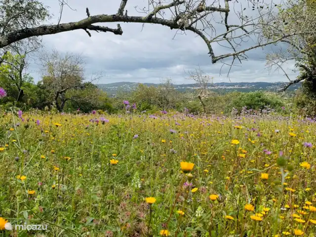 Casa móvel Monte Ouro Verde  | Portugal, Algarve, Estoi - mobil-home jardin au printemps