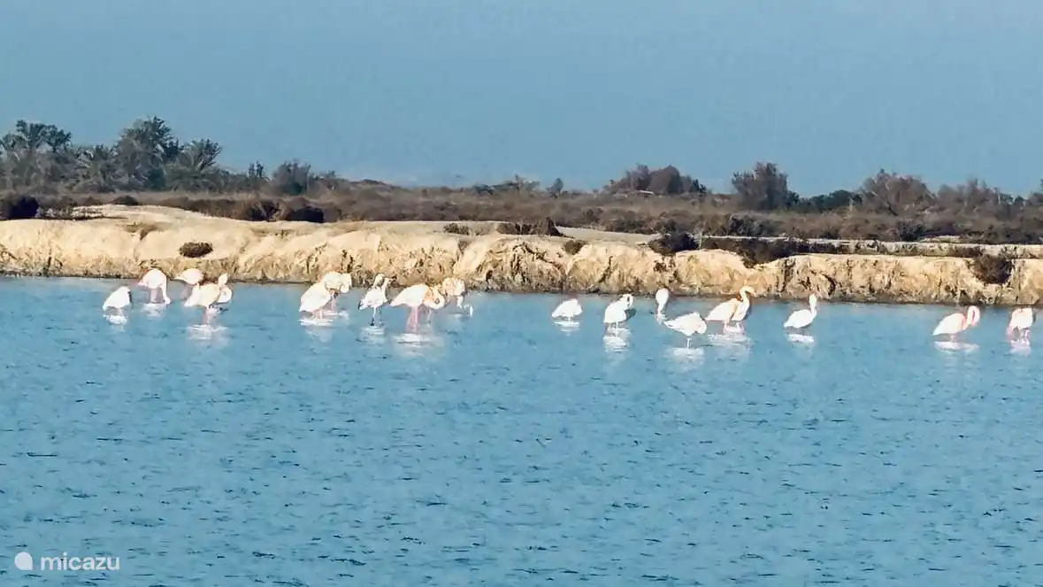 Los lagos salados con los flamencos