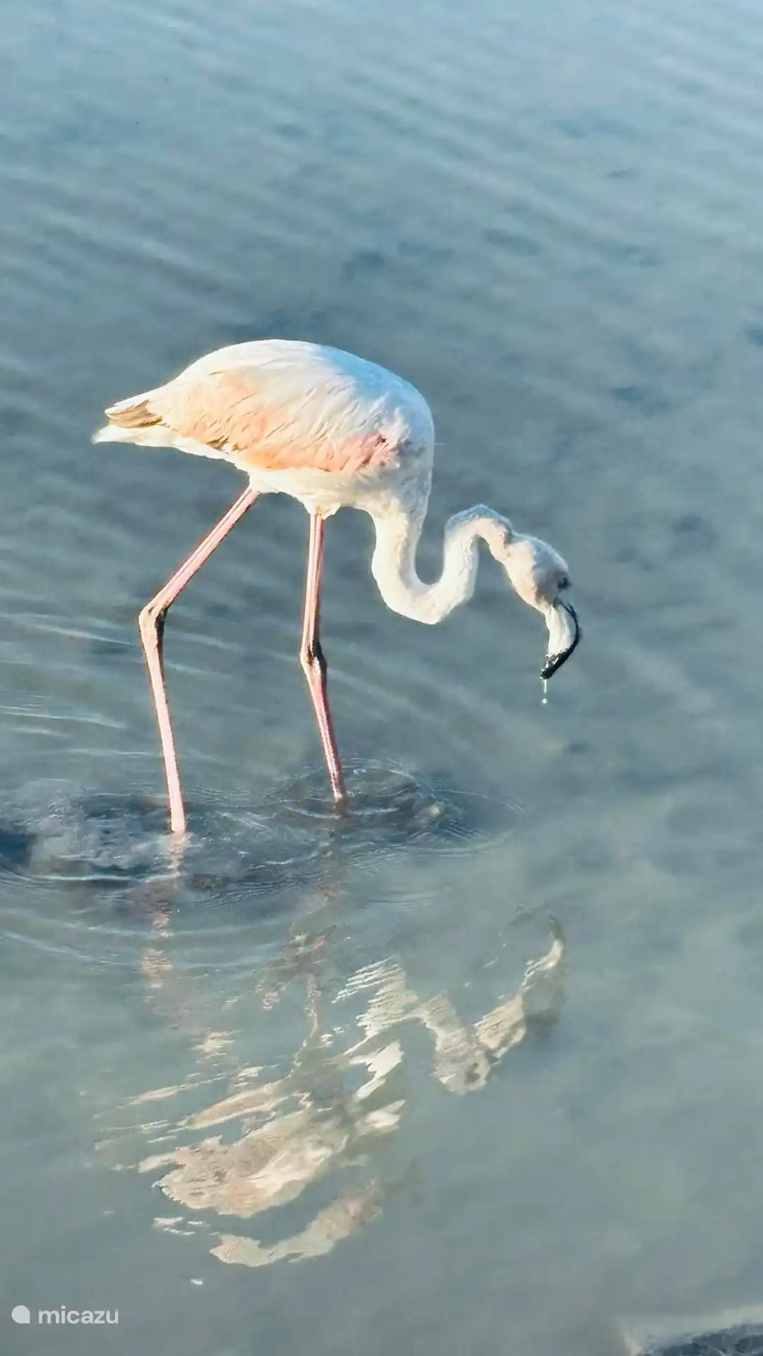Así de cerca te acercas a los flamencos