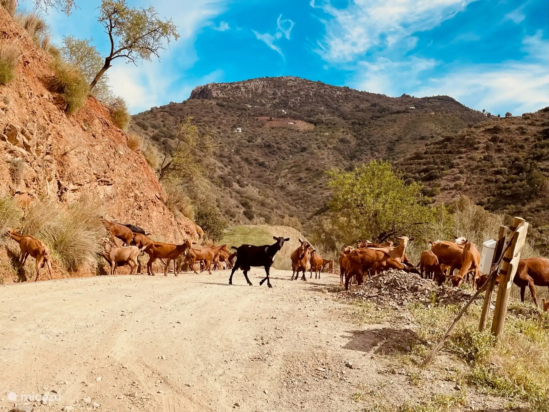 kudde geiten onderweg naar het dorp
