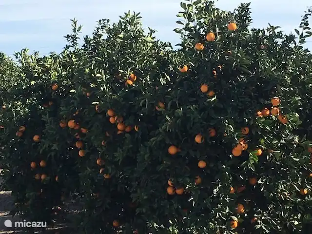 Penthouse Casa Isabella | Espagne, Costa Blanca, Torrevieja - appartement La Costa Blanca est connue pour l'origine des oranges. Autour de l'appartement, vous trouverez les plantations d'orangers accessibles à pied.