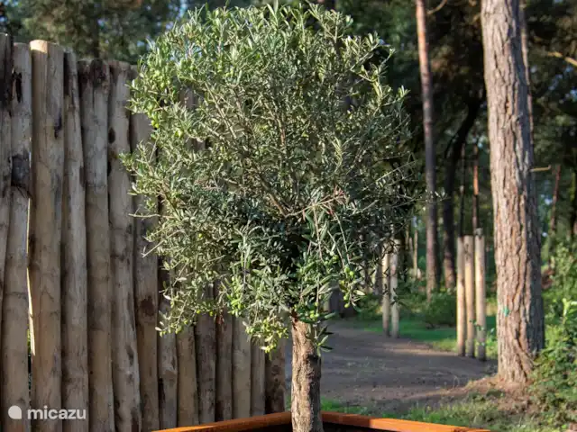 Royal Resort Cosy Cabin Deluxe huren in Nederland, Overijssel, Haarle - chalet Tuin Royal Resort