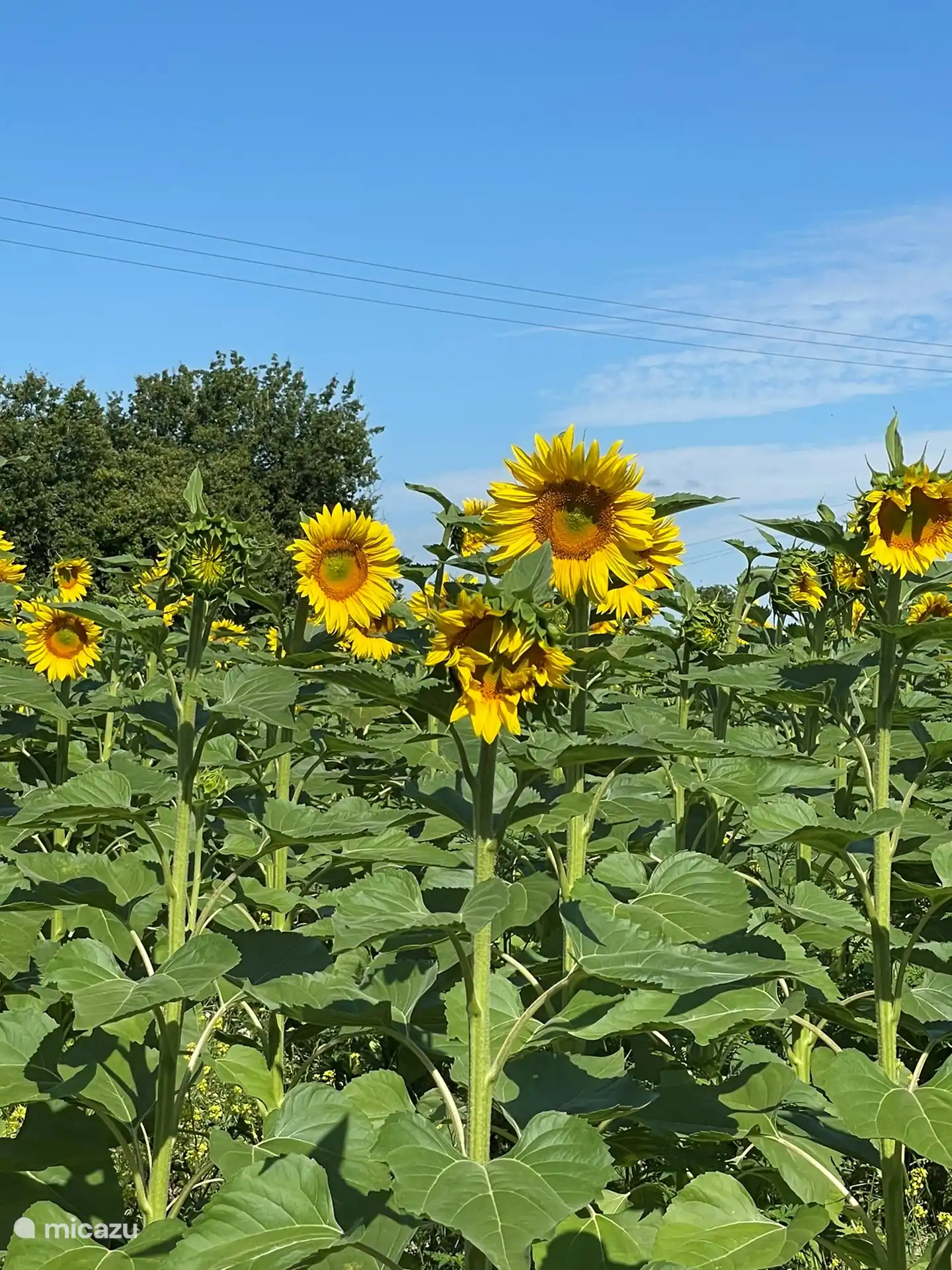 Tournesols gourmands au jardin