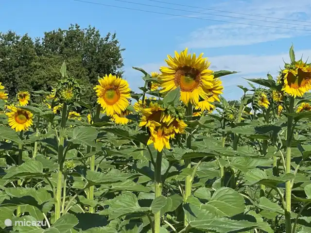 Le Chene - Le Grande Tourtre en Francia, Charente, Chalais (Charente) - bungaló Girasoles codiciosos en el jardín