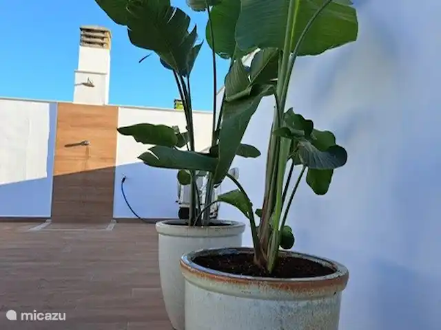 Casa Lotus | Espagne, Costa Blanca, Pilar de la Horadada - appartement Douche extérieure