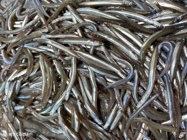 villa huren in Spanje, Costa Brava, Calonge – Villa dos hermanos Sonsos gebakken of in zijn geheel gebakken