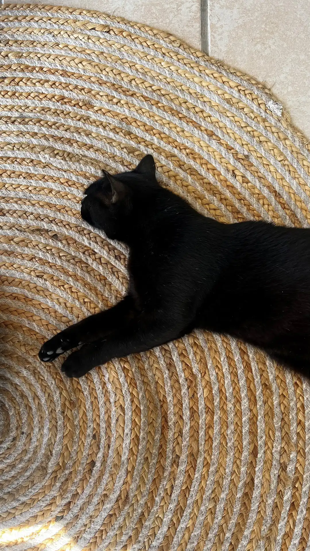 Die Katzen auf dem Berg haben ein kleines Teil am Ohr abgezwickt. Das bedeutet sie sind entwurmt und geimpft. 