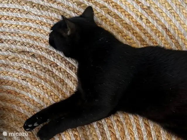 villa huren in Spanje, Costa Brava, Calonge – Villa dos hermanos De katten op de berg hebben een klein deel van het oor afgeknepen. Dit betekent dat ze worden ontwormd en gevaccineerd.