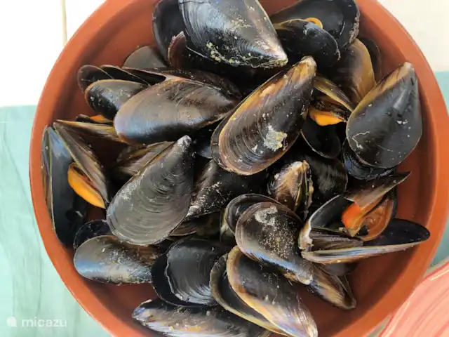 villa huren in Spanje, Costa Brava, Calonge – Villa dos hermanos Mosselen zonder einde