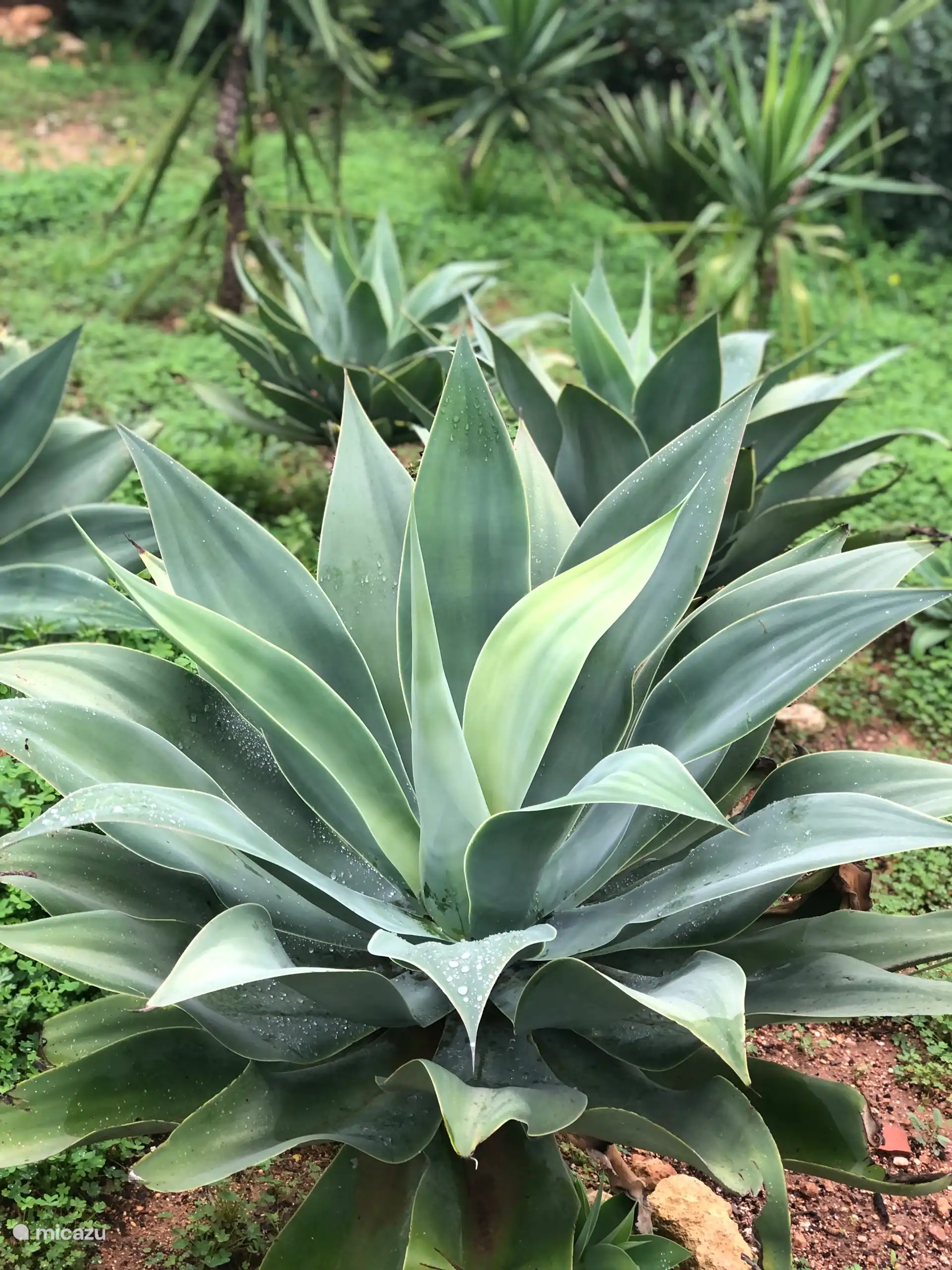 Unser mediterraner Garten besteht aus Agaven, Yuccas, Palmen und Obstbäumen.