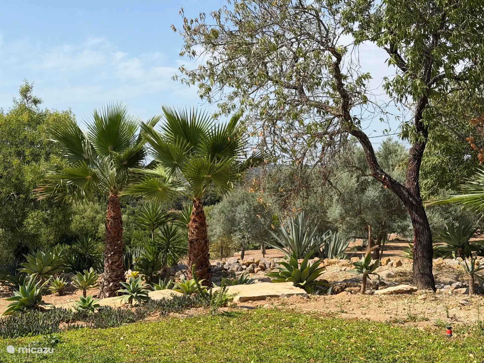 Le vaste jardin de la Casa Pauline avec vue sur les oliveraies des voisins