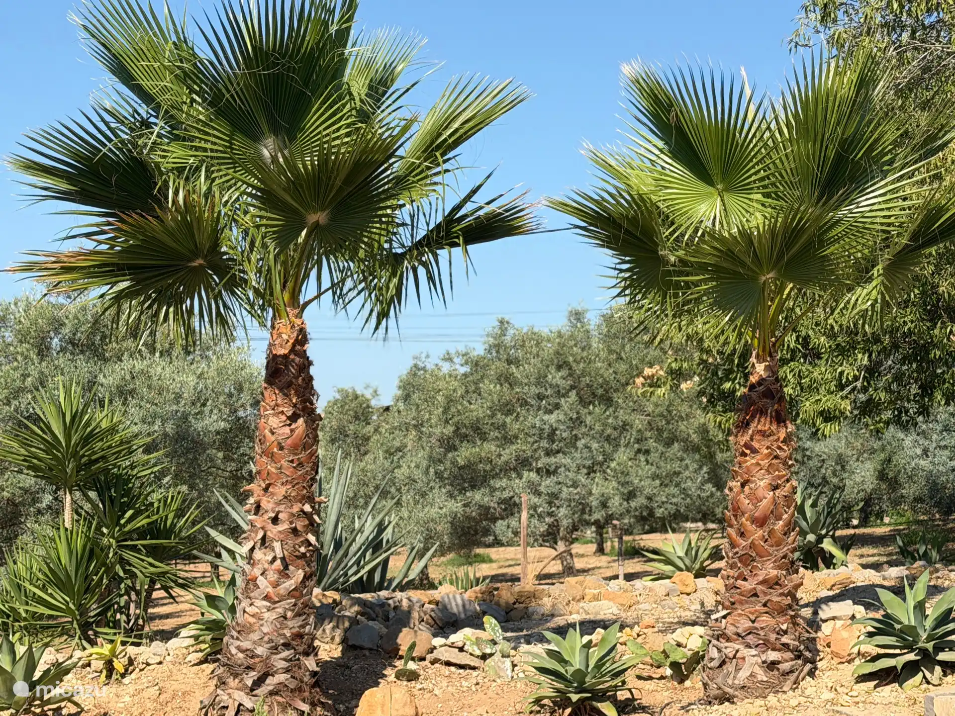 Vue sur les palmiers et l’oliveraie de nos voisins