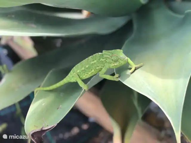 Location de Vacances Portugal, Algarve, Moncarapacho, maison de vacances - Casa Florine Le caméléon, un habitué de notre jardin