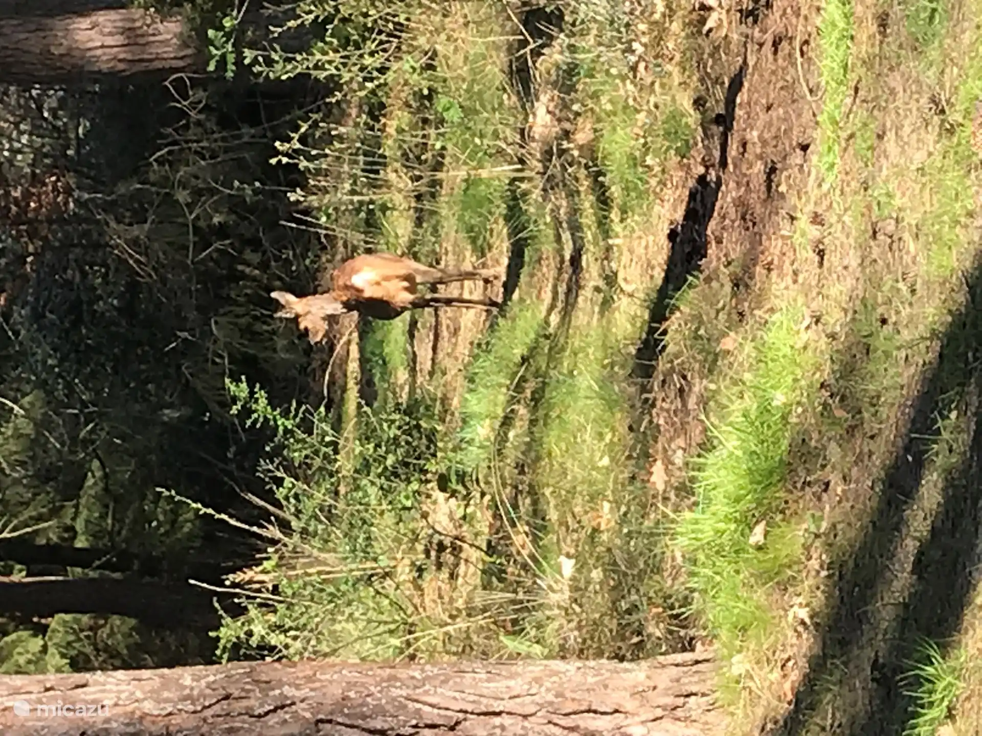 Als je geluk hebt, zie je een ree in de achtertuin