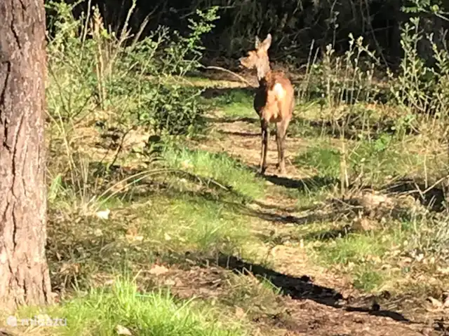 Chalet forestier atmosphérique | Pays-Bas, Overijssel, Giethmen - bungalow Si vous avez de la chance, vous verrez un cerf dans le jardin