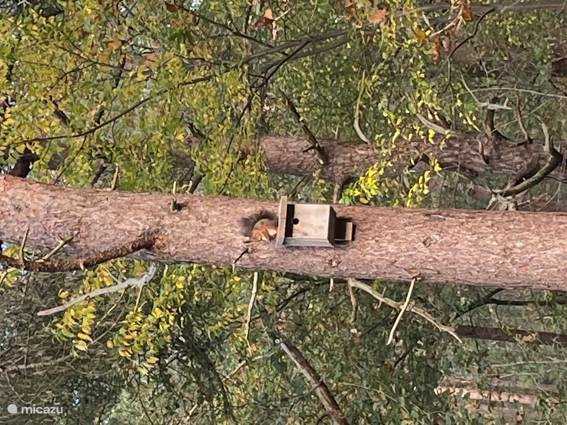 Eekhoorns en vogels zijn er altijd