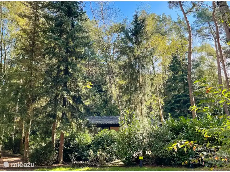Bungalow forestier Oosterhaard | Pays-Bas, Overijssel, Ommen - Bungalow Bungalow forestier Oosterhaard | Pays-Bas, Overijssel, Ommen - Bungalow