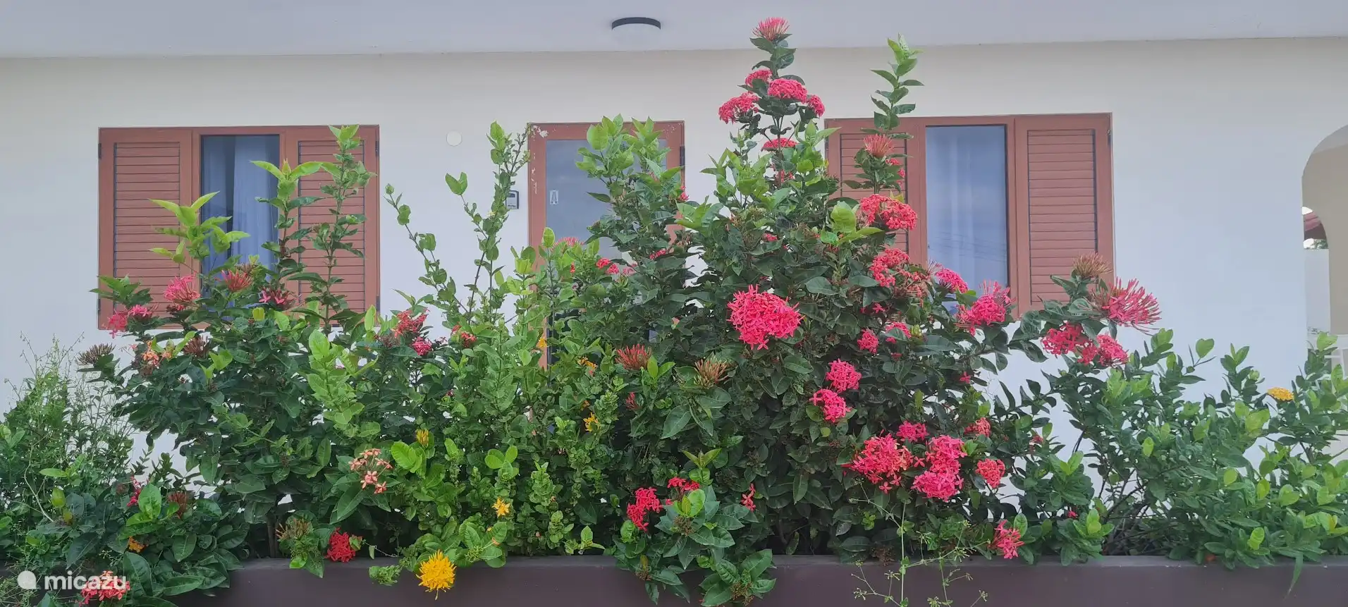 Plantenbak met mooie bloemen voor de ingang van het appartement 