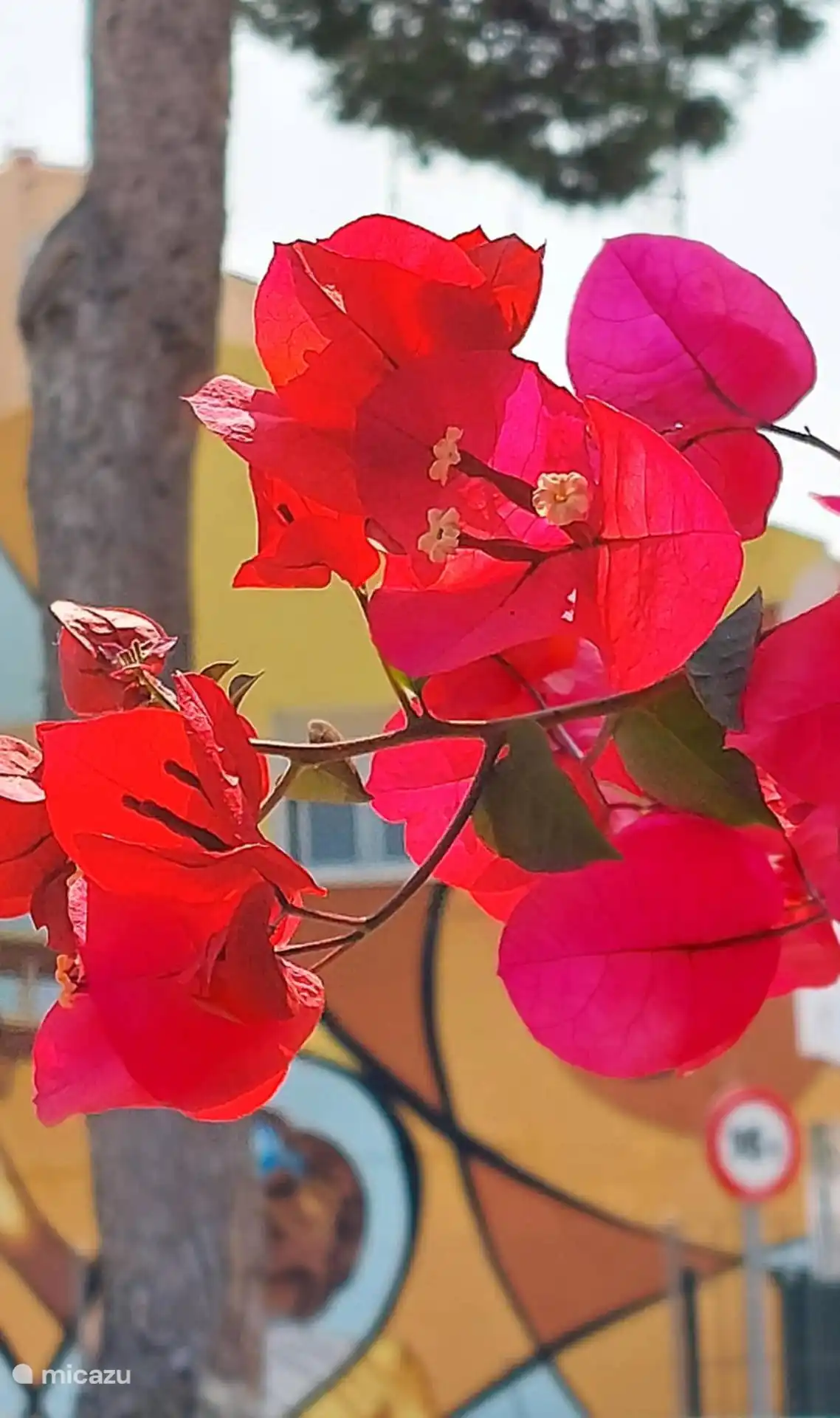 Hermosas flores españolas
