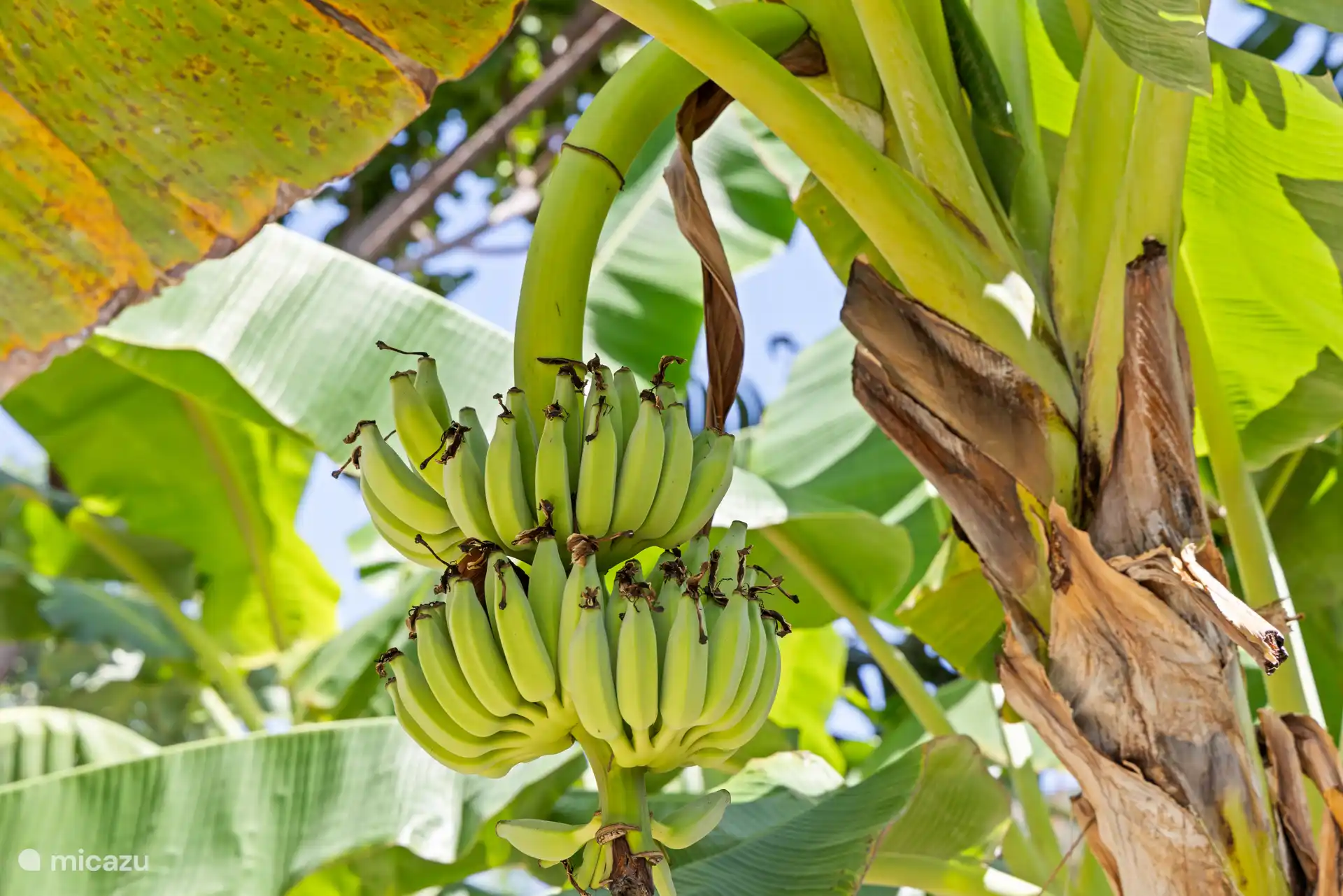 Tropische vibes door bananenbomen in de tuin.