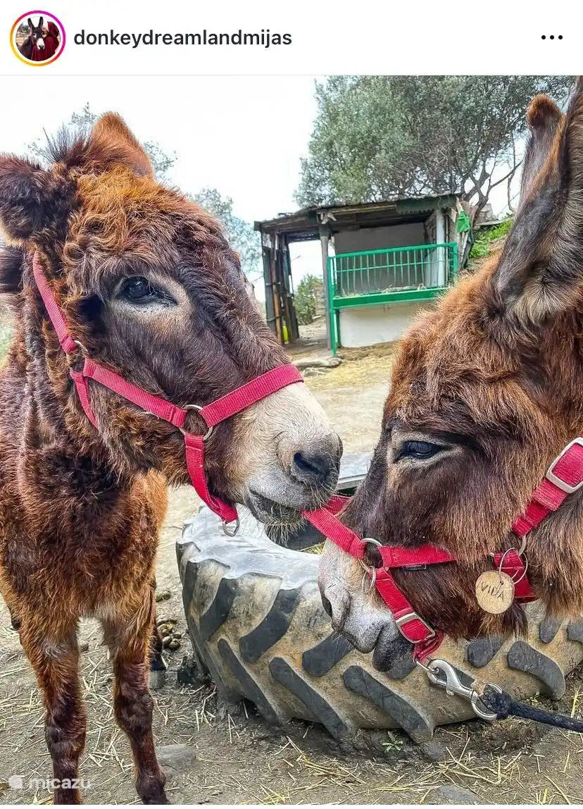 Une visite au sanctuaire des ânes en vaut la peine. Vous pouvez vous promener avec les ânes, des câlins et des expériences amusantes sont régulièrement organisés. 