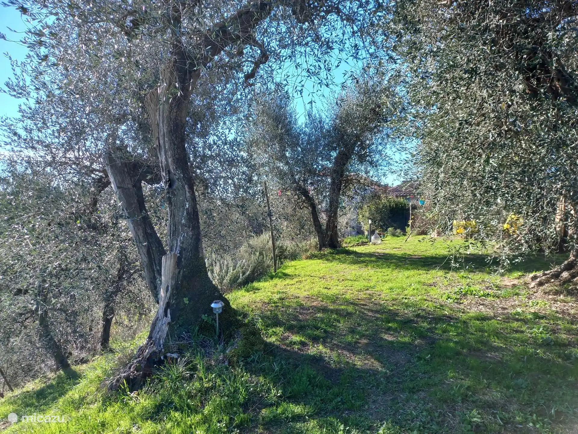 Garden for our guests, with centuries-old olive trees