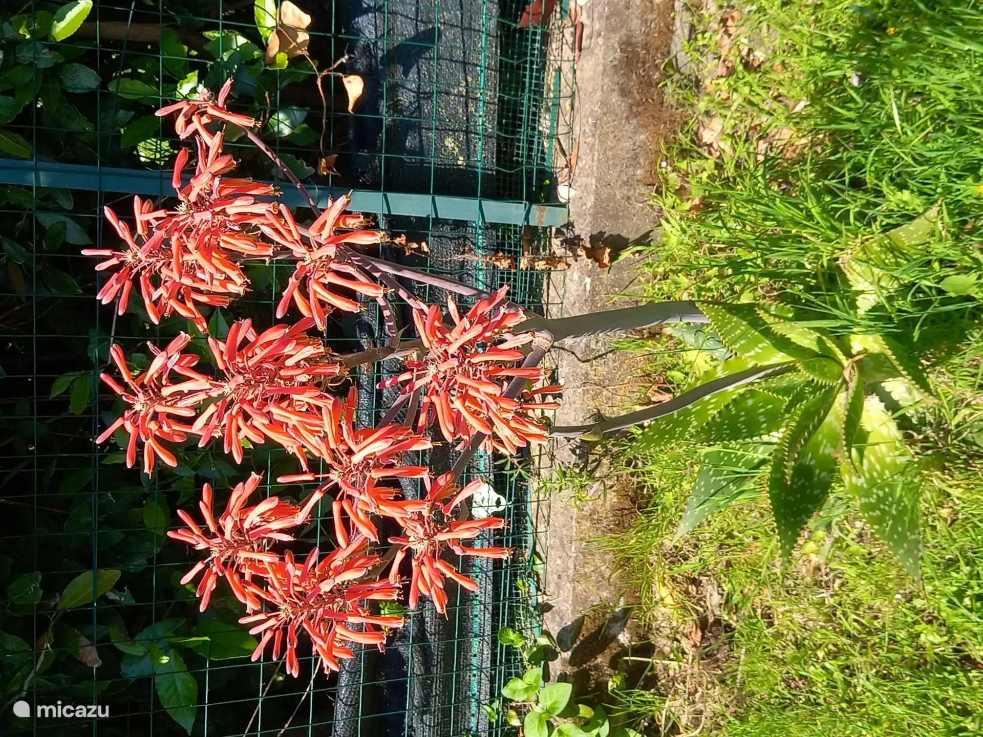 Aloe vera in bloom