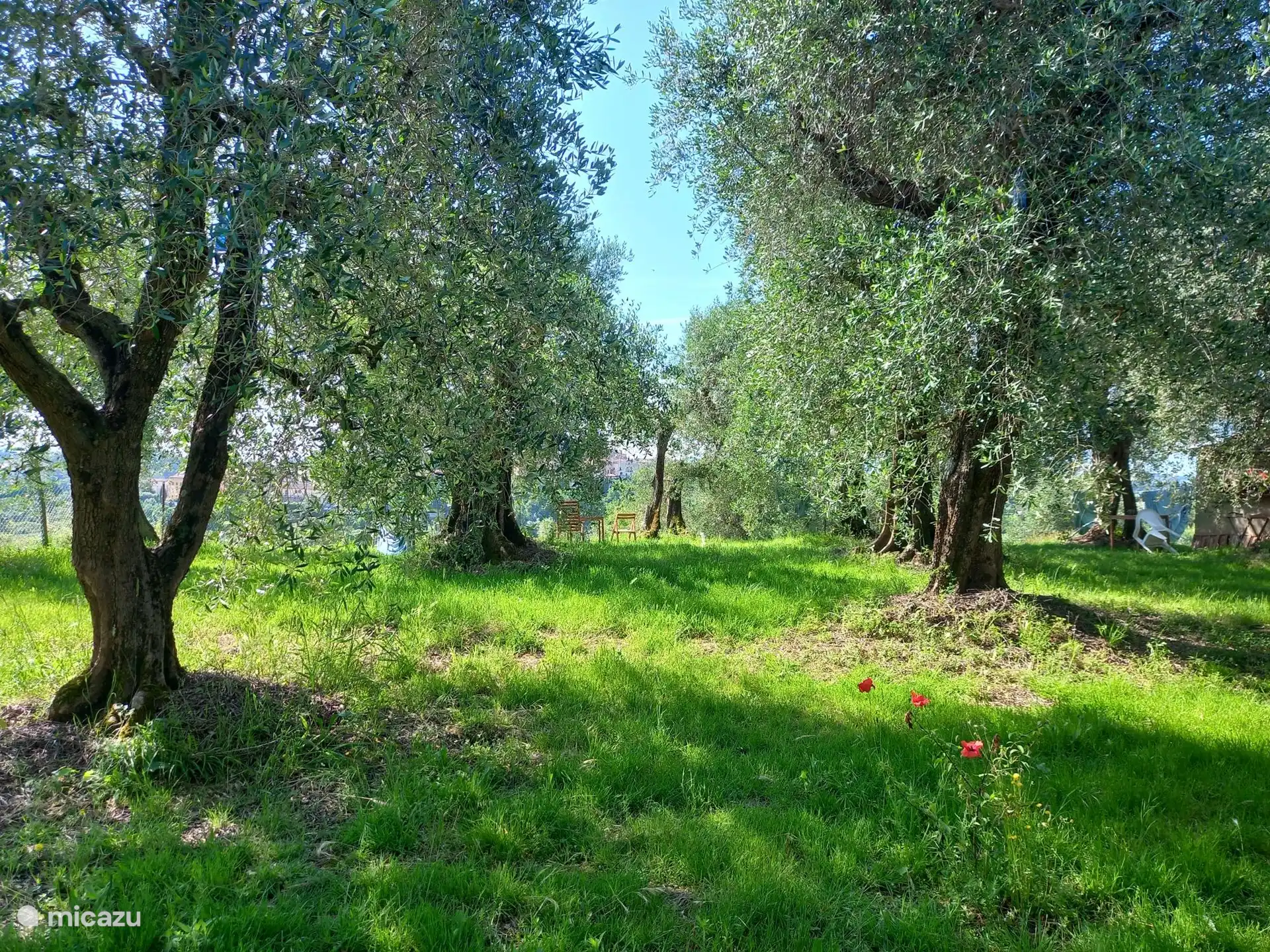 Garden for our guests