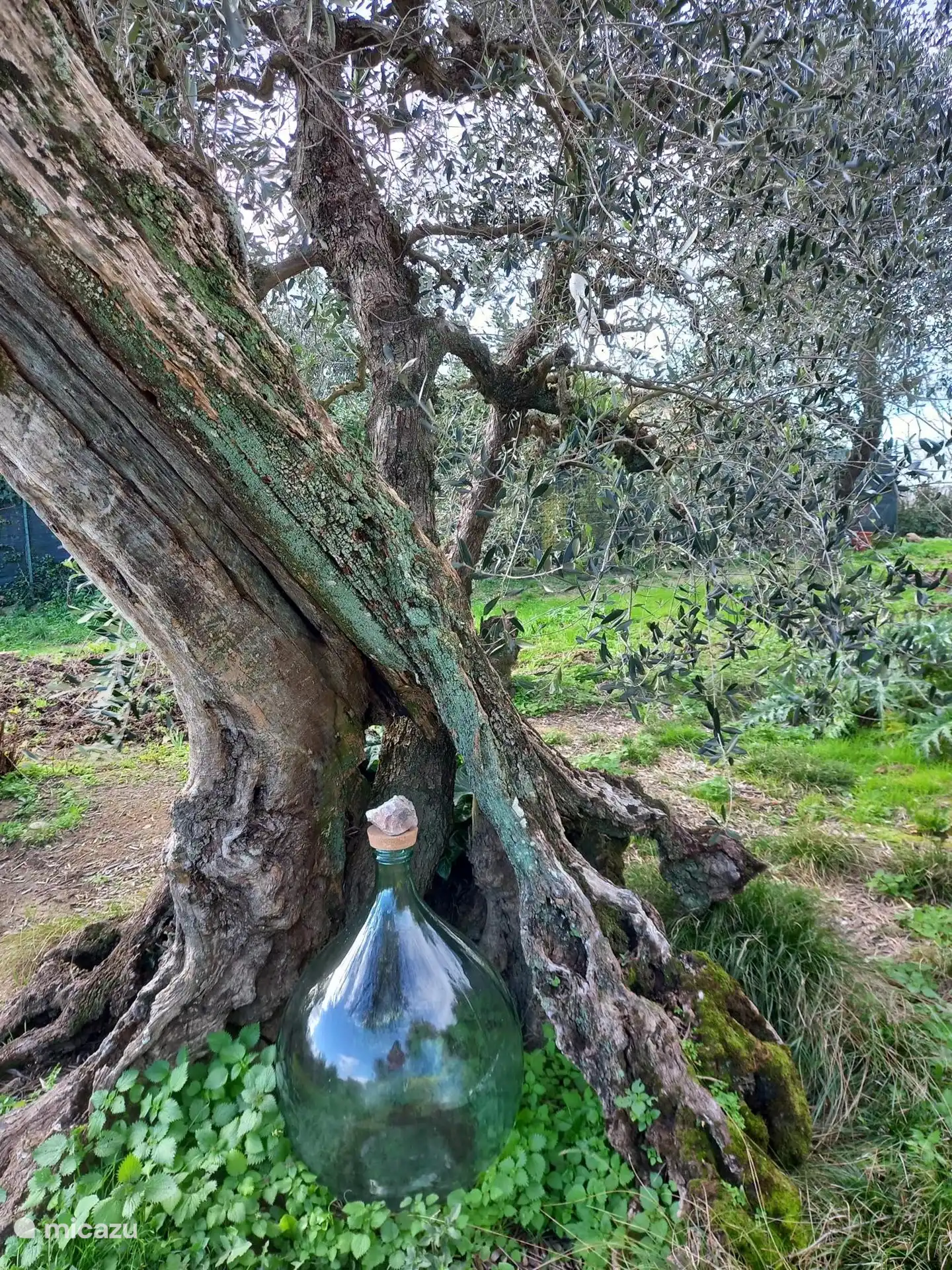 One of our centuries-old, characterful olive trees 