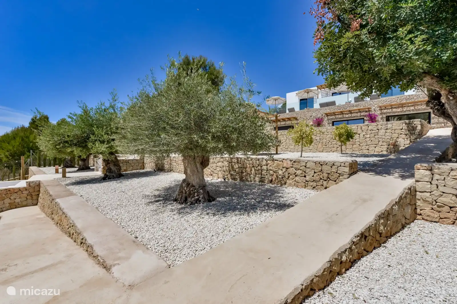 Im Garten gibt es mehrere Olivenbäume. Es gibt 4 Olivenbäume, die mehr als 100 Jahre alt sind.