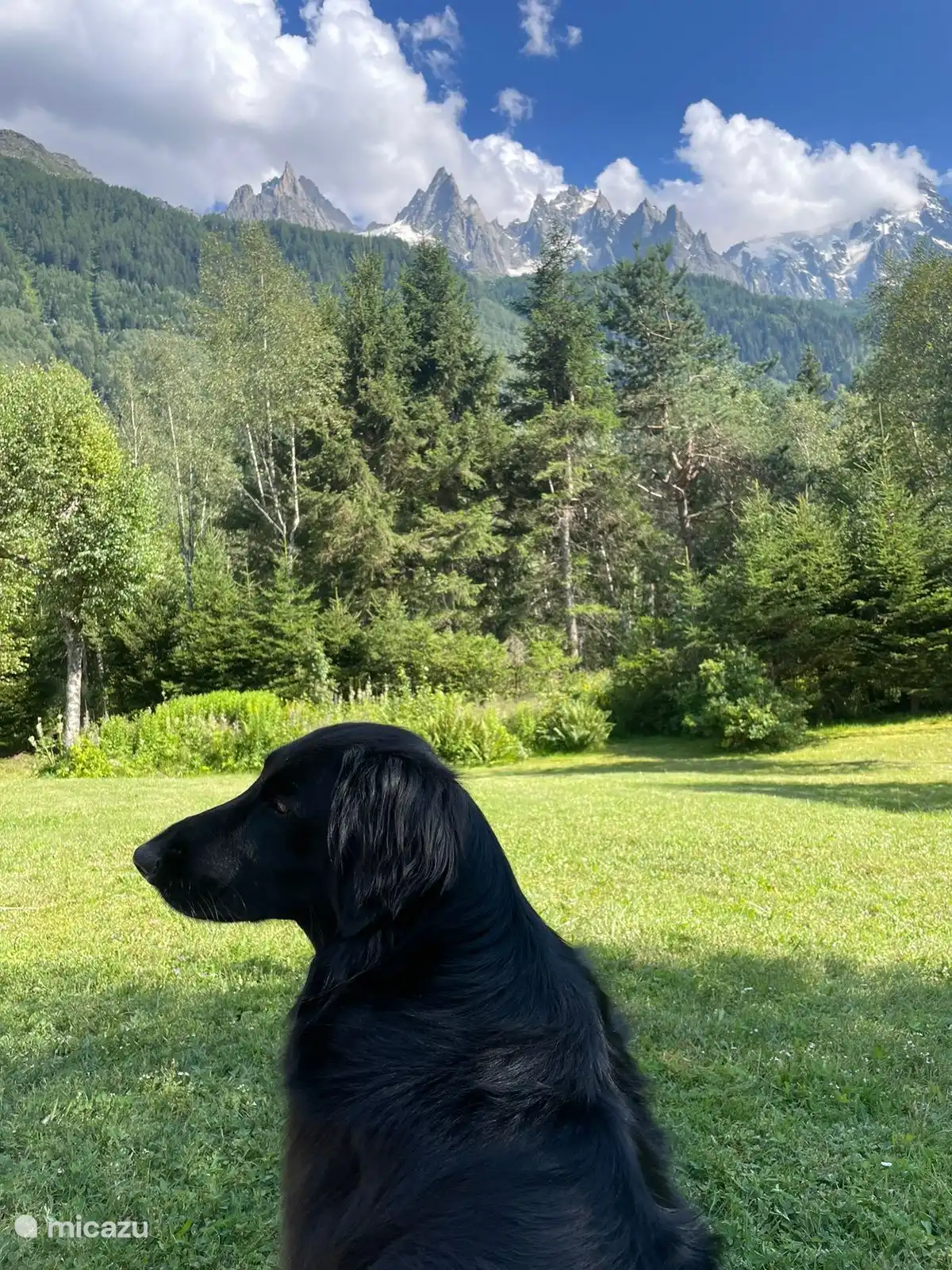 Hunde sind in Absprache willkommen