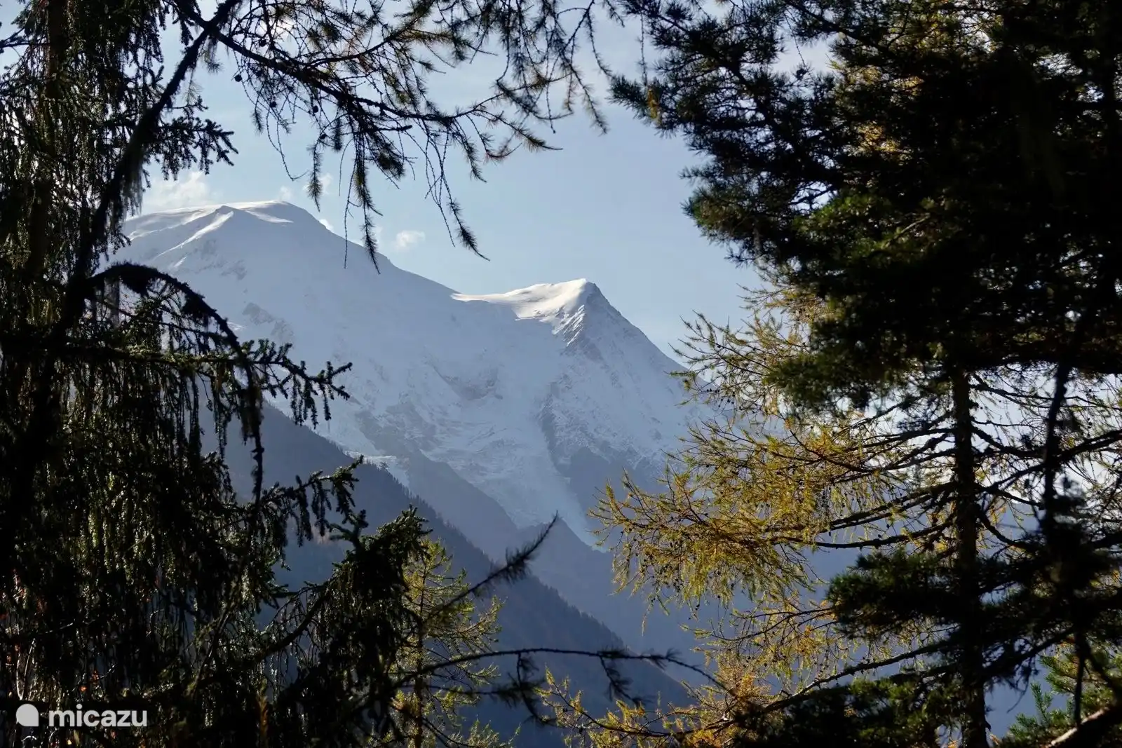 Schönes Grün im Kontrast zu den weißen Spitzen
