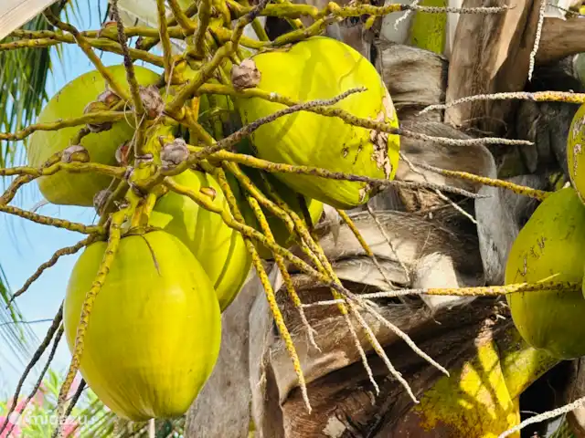 Villa Puur Curaçao huren in Curaçao, Banda Abou (west), Grote Berg - villa
